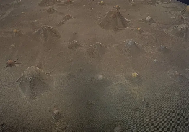 Obra de Cildo Meireles